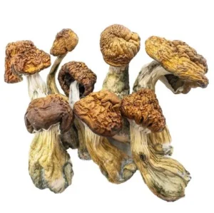 Champignons Magiques – Méchants Bleus