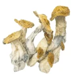 Champignons Magiques – Makilla Gorilla