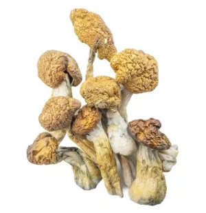 Champignons Magiques – Malabar