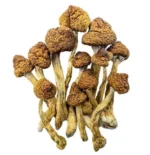 Champignons Magiques – Brésiliens