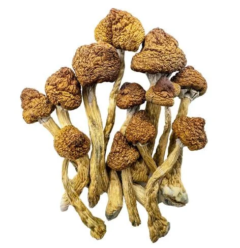 Champignons Magiques – Brésiliens
