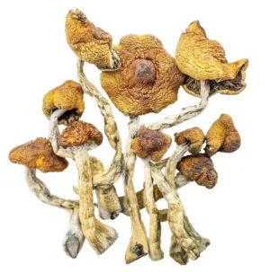 Champignons Magiques – Magie Cambodgienne