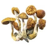 Champignons Magiques – Papa Longues Jambes