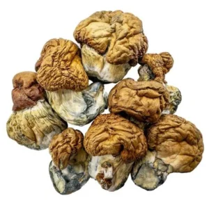 Champignons Magiques – Oeufs de Didon