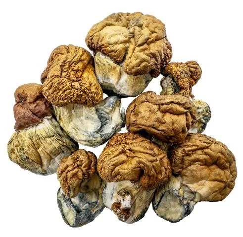 Champignons Magiques – Oeufs de Didon