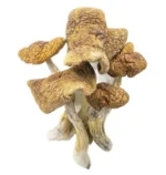 Champignons Magiques – Guadalajara Mexique